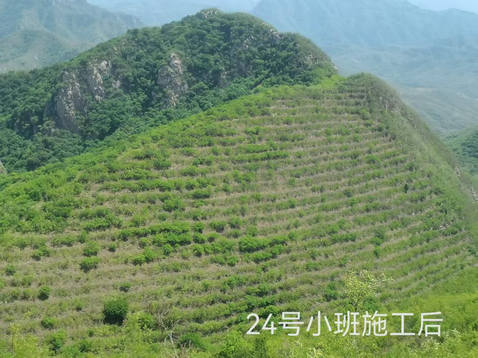 阳泉市平定县2025年林业重点工程建设进展顺利