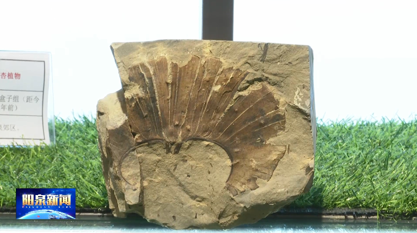 阳泉矿区发现距今约2.8亿年的远古银杏化石