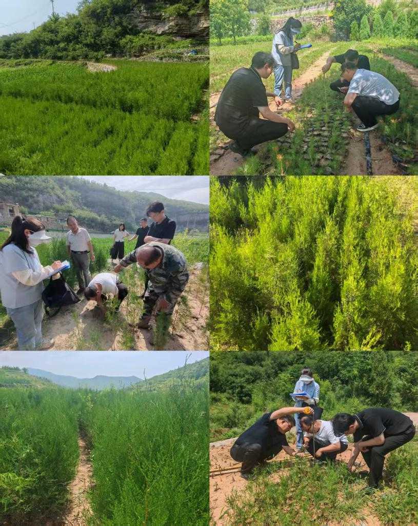 阳泉市国土绿化和生态修复中心开展2026年林草种子生产经营许可 “双随机一公开”抽查工作